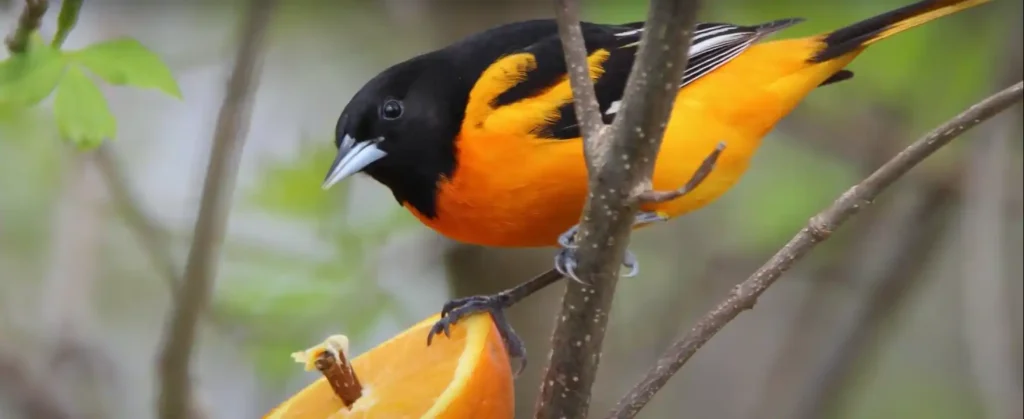 Ancient Wisdom Black and Orange Bird Spiritual Meaning