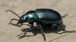 biblical meaning of beetles in dreams hidden secrets