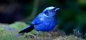 Biblical Meaning of Blue Birds in Dreams Divine Hints