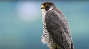 Biblical Meaning of seeing a falcon