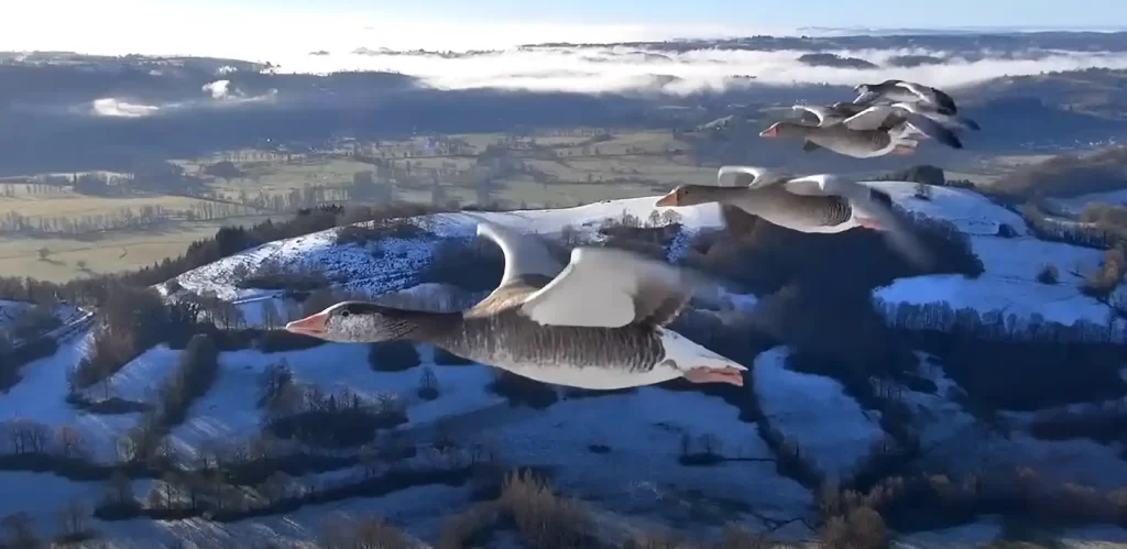 Birds Flying in Circles Spiritual Meaning - The brief Answer