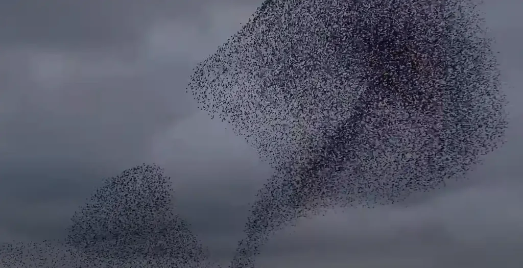 Birds in Flight Represent Freedom and Elevation