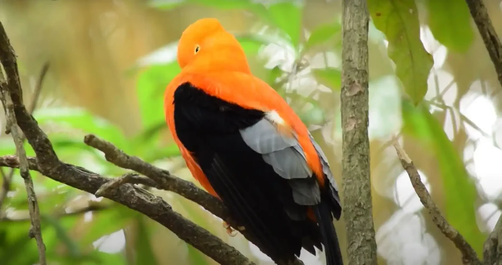 Black and Orange Bird Spiritual Meaning and Symbolism
