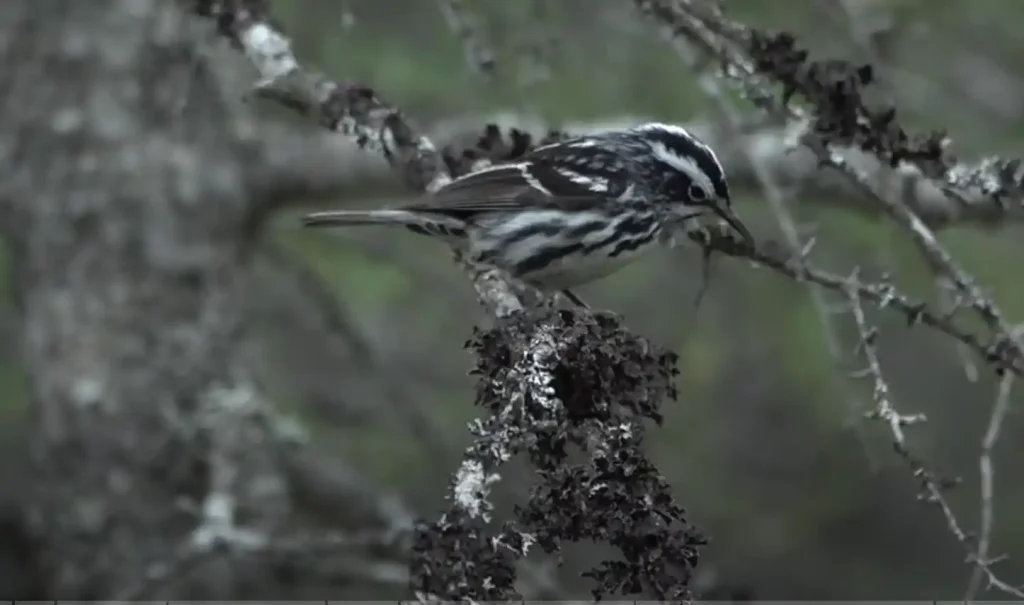 Black and White Warbler Spiritual Meaning- The Brief Answer