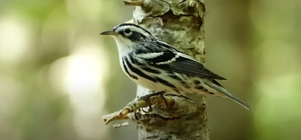 Black and White Warbler Spiritual Meanings Explained!