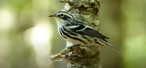 Black and White Warbler Spiritual Meanings Explained!