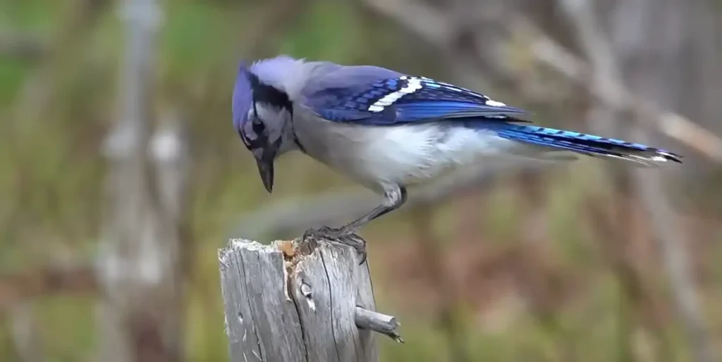 Blue Cardinal Positive Meaning