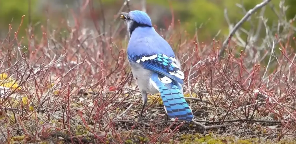 Blue Cardinal Spirit Animal