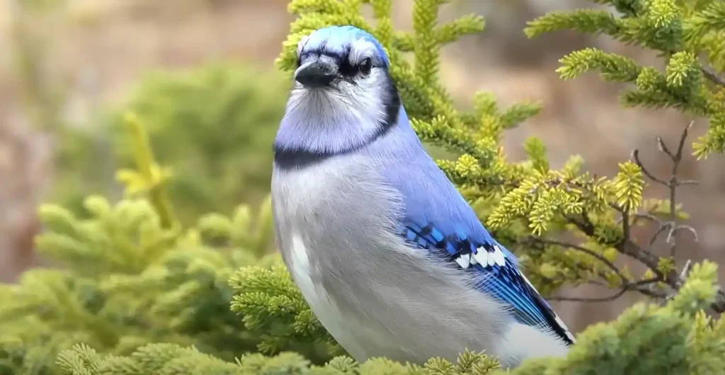 Blue Cardinal Spiritual Meaning - The Answer is Below