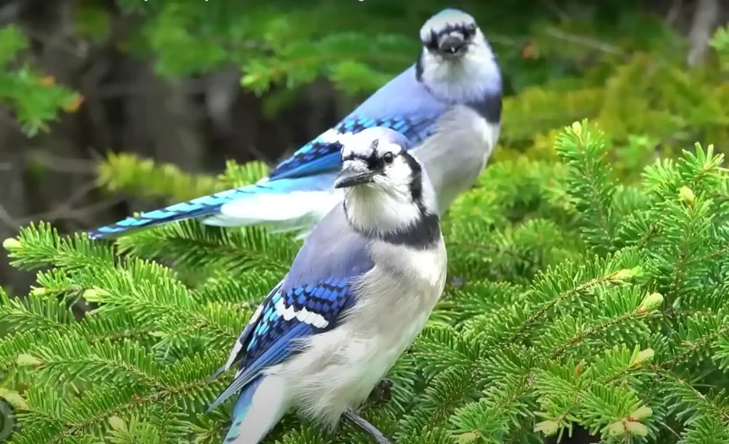 Blue Cardinal Totem Animal