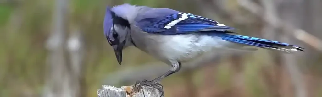 Blue Cardinal in Mythology and Folklore