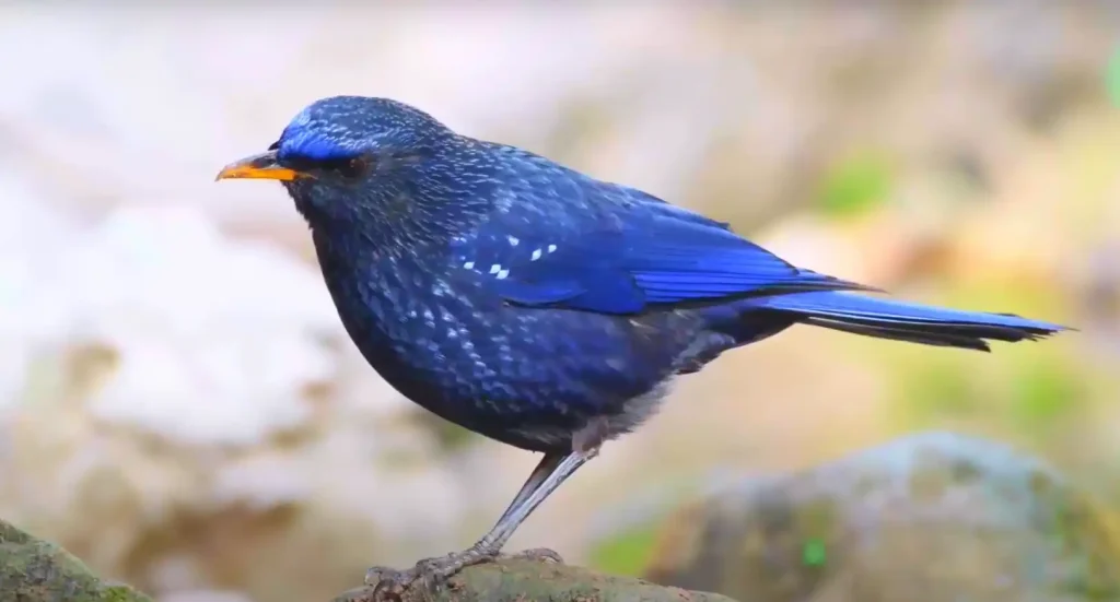 Bluebirds as Symbols of Personal Growth