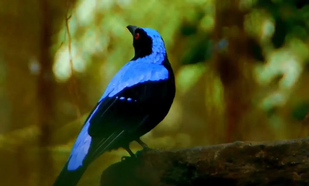 Conclusion of biblical meaning of blue birds