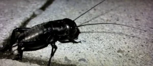 Finding a Black Cricket in Your House Meaning Myth or Fact