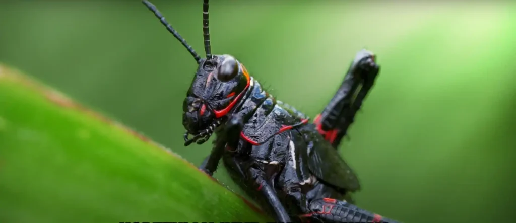 Finding a Black Cricket in Your House Meaning - The Brief Answer