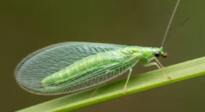 green lacewing in house spiritual meaning