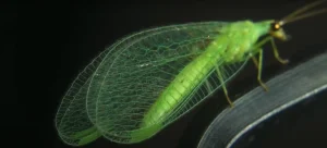 Green Lacewing in House Spiritual Meaning A Sign