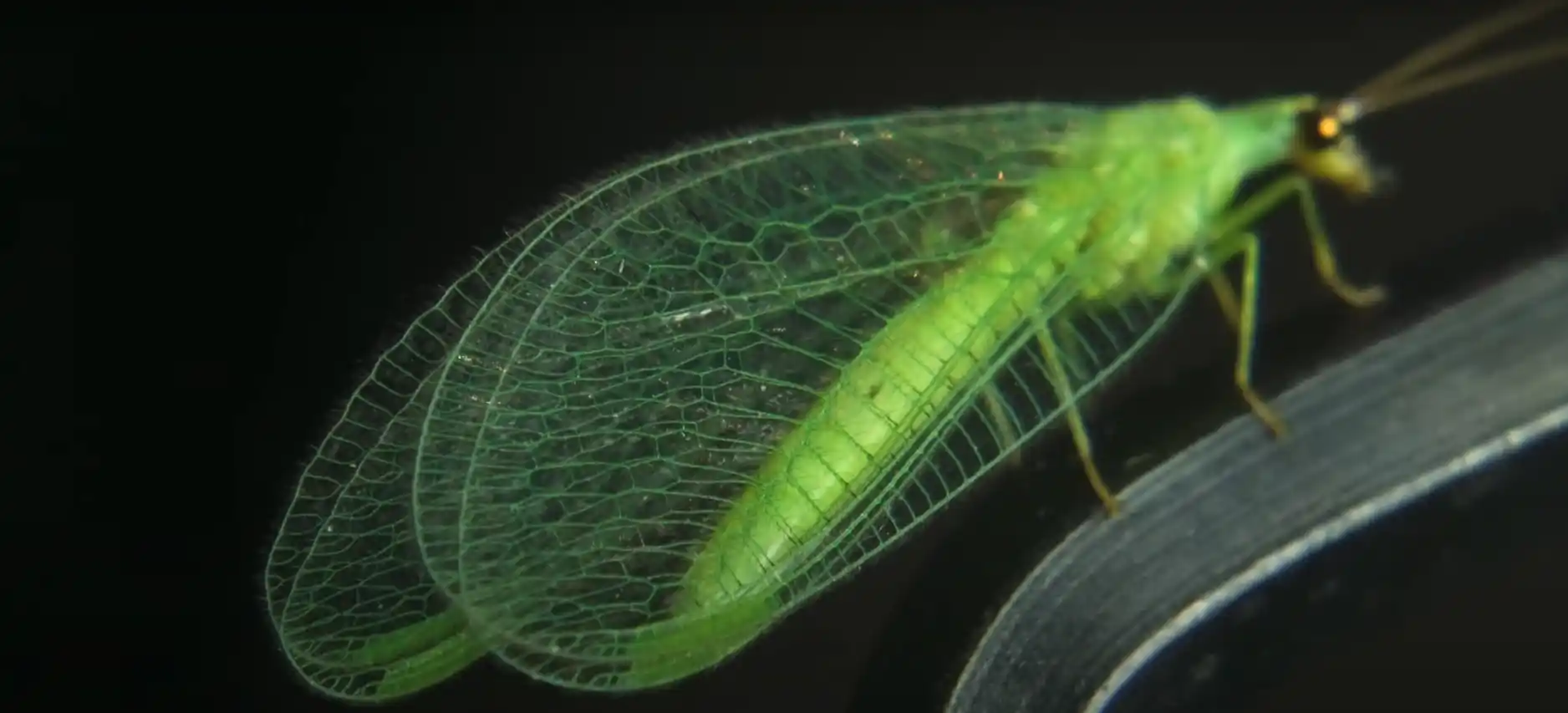 Green Lacewing in House Spiritual Meaning A Sign? SpiritualGleam