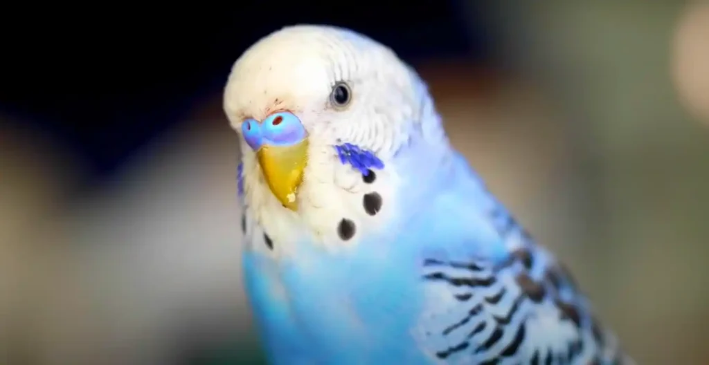 Interpreting Dreams with Bluebirds