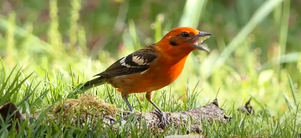 Key Black and Orange Bird Species and Their Spiritual Significance