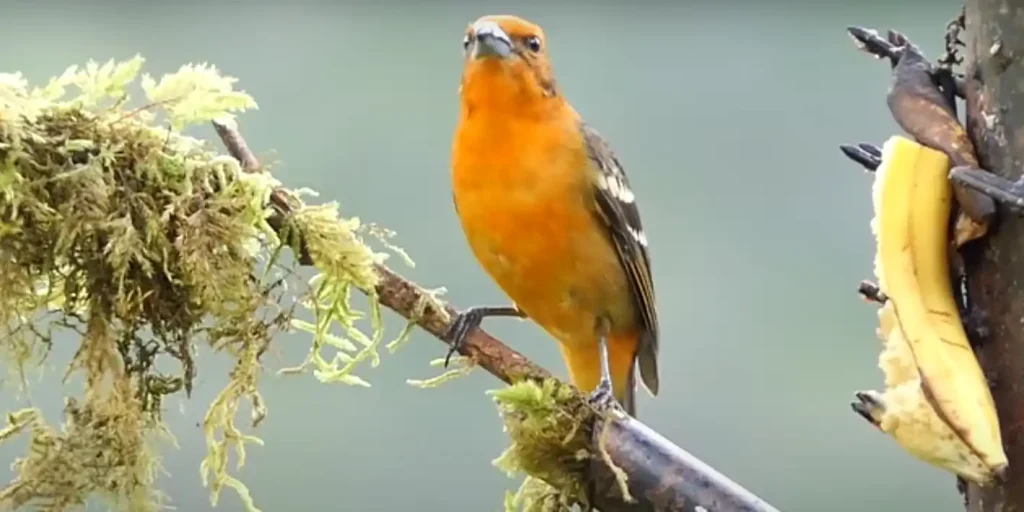 Magical Abilities of Black and Orange Birds
