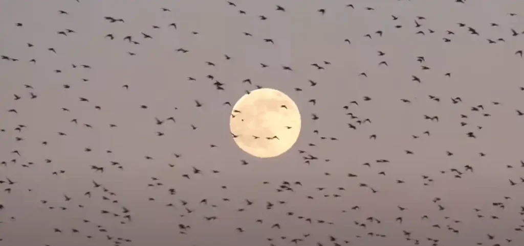 Messages from Different Bird Species