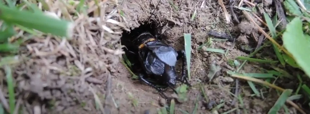Prophetic and Spiritual Meaning of a Cricket