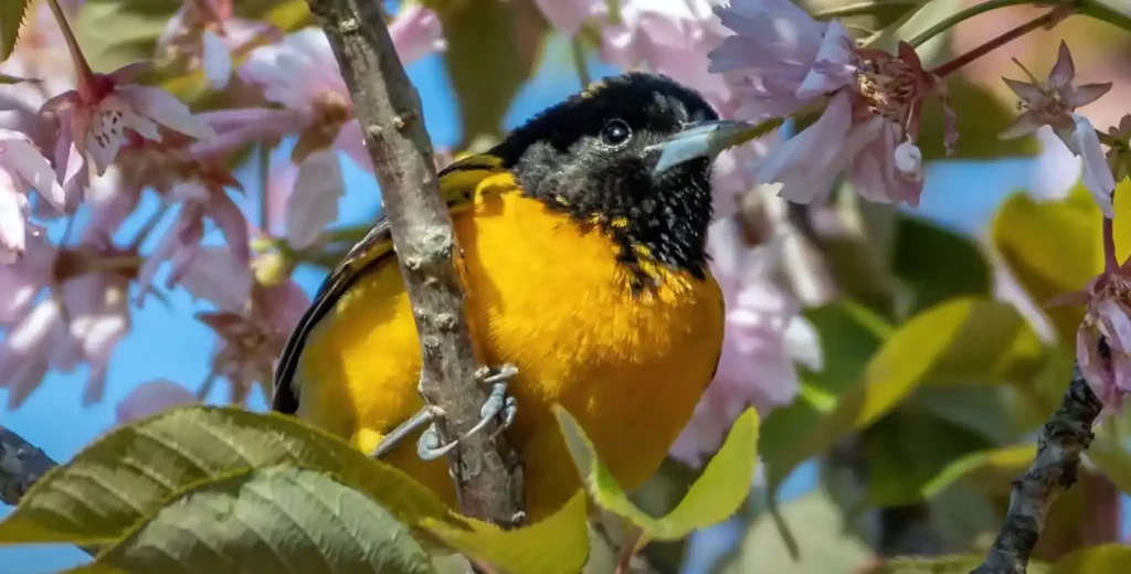 Some Black and Orange Bird Totem and Spirit Animal