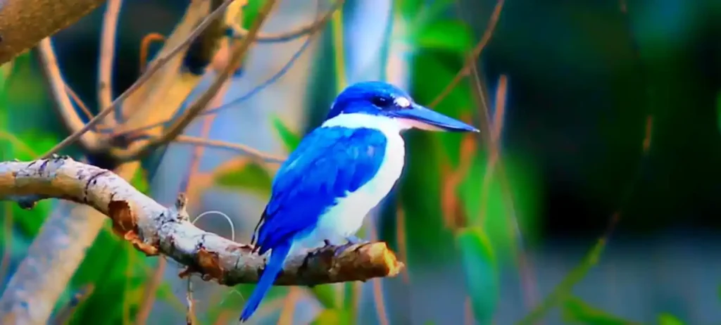 Spiritual Meaning of Bluebirds in Bible