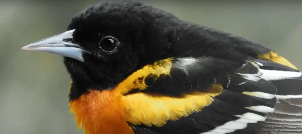 The Numerology and Mythology of Key Black and Orange Bird Species