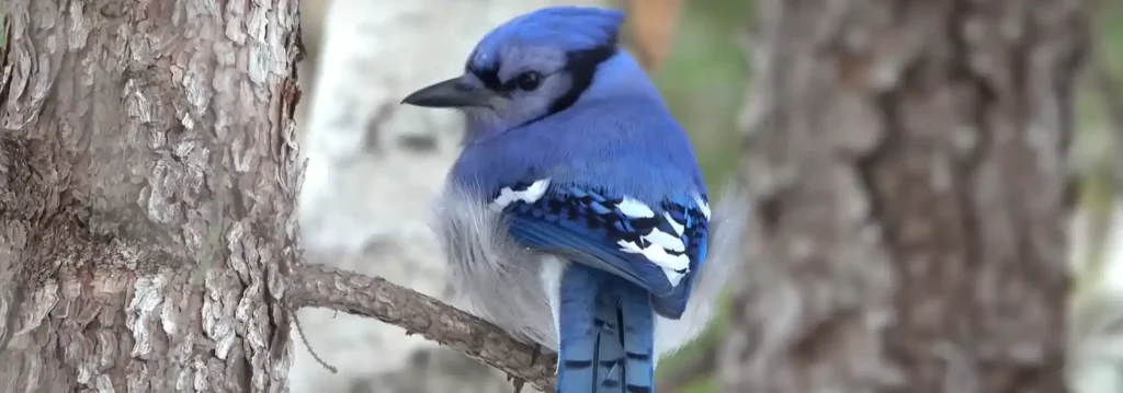 The Significance of Blue Cardinals in Spirituality