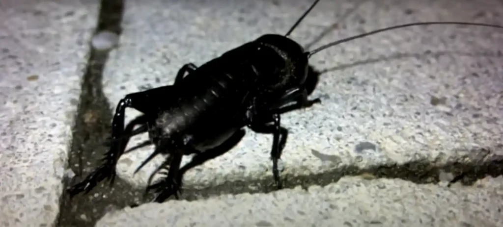 The Symbolism of the Black Cricket