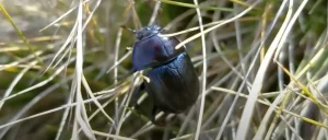 The Truth About Black Beetle Spiritual Meaning