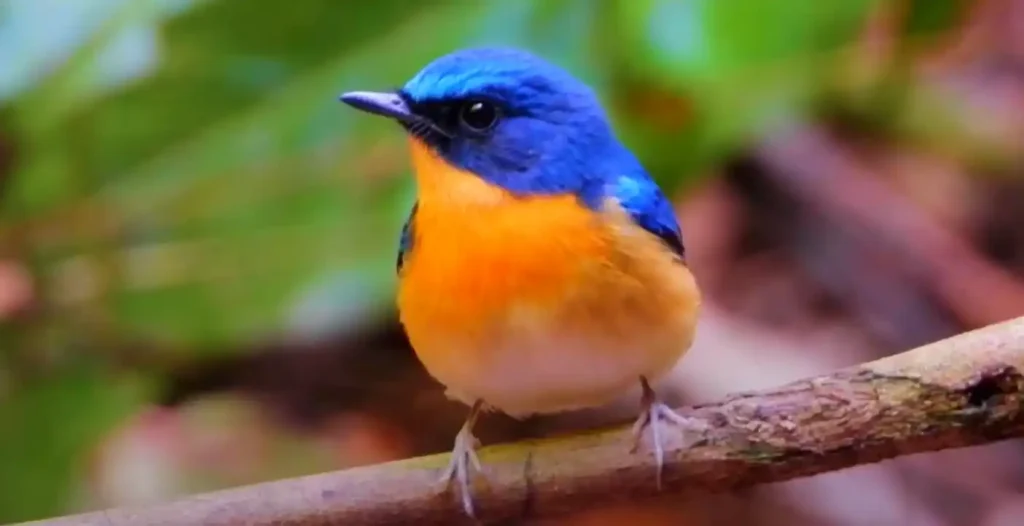 Twelve Common Dreams About A Bluebird And Their Meaning