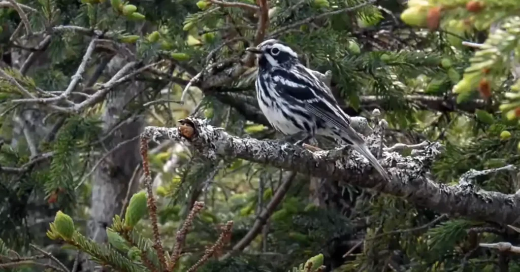 Warbler in Mythology and Cultural Symbols