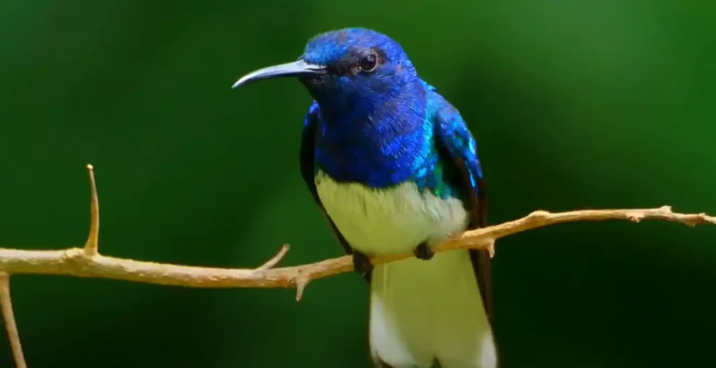 What Do Bluebirds Symbolize