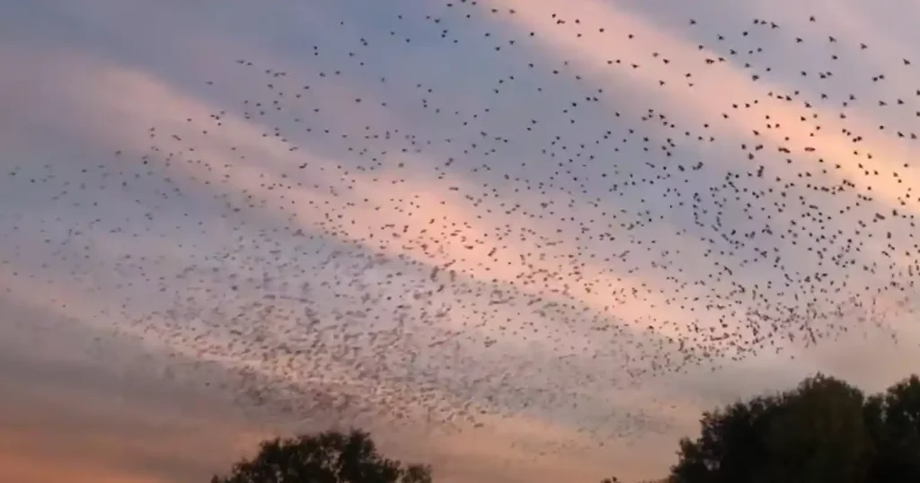 What Is The Natural Reason Why Birds Fly In Circles
