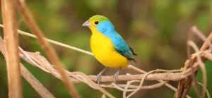Yellow Bird Spiritual Meaning
