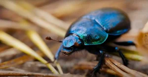 biblical meaning of beetles in a dream