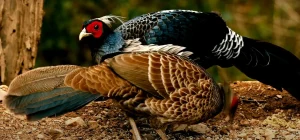 spiritual meaning of a pheasant crossing your path