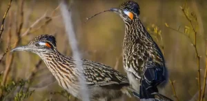 when a roadrunner crosses your path