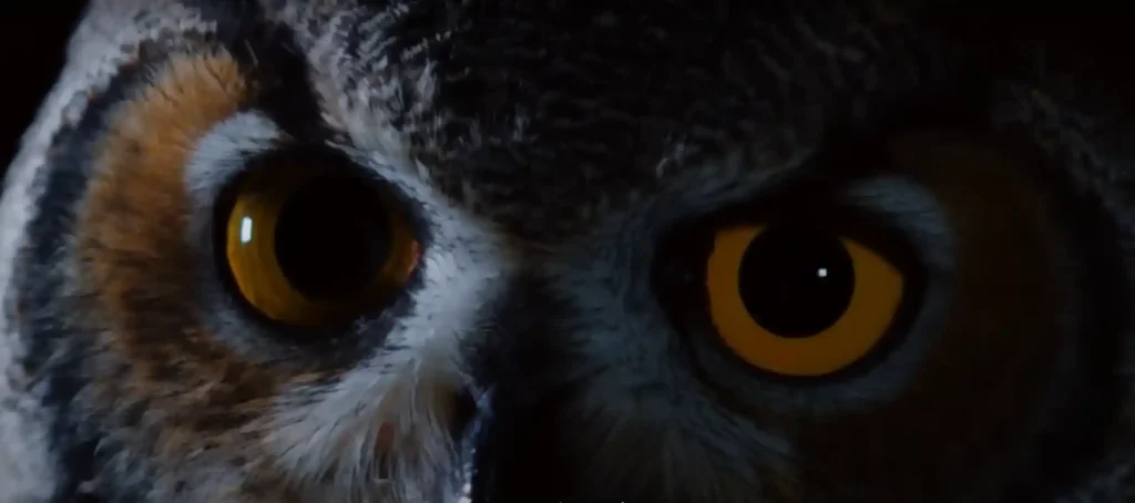 Are owls good or bad luck