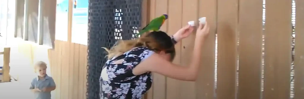 Bird Landing Meanings Across Cultures and Faiths