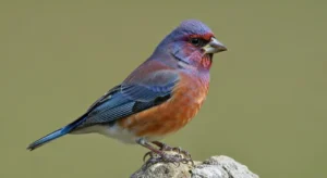 blue finch spiritual meaning