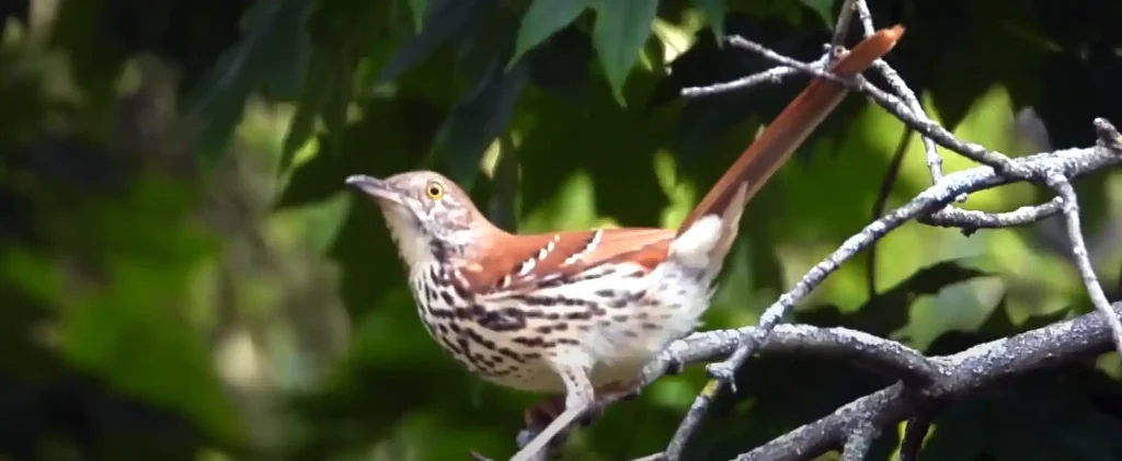 Brown Thrasher Spotted What Should You Do
