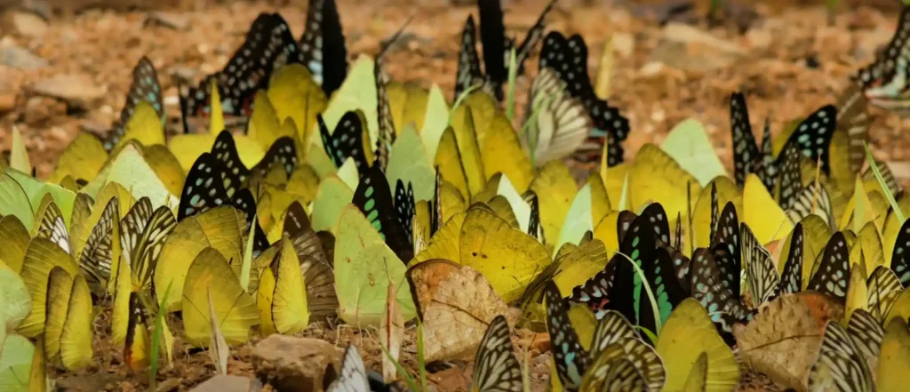 Butterflies Transformation and Rebirth