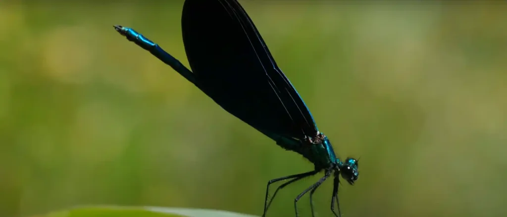 Conclusion of Are Bugs Spiritual Messengers Find Out Now!