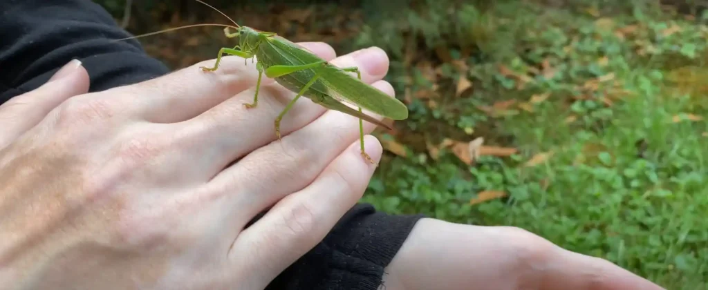 Conclusion of grasshopper spiritual and symbolism meaning
