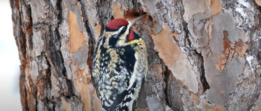 Do Woodpeckers Signal Spiritual Messages