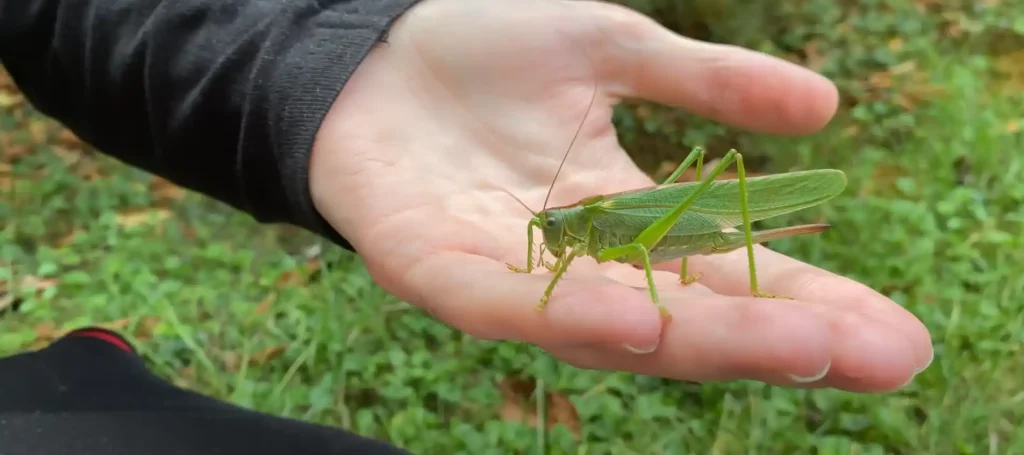 Grasshopper Spirit Animal